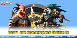 Đá Gà Live - Chiêm Ngưỡng Trọn Vẹn Những Giải Đấu Hấp Dẫn