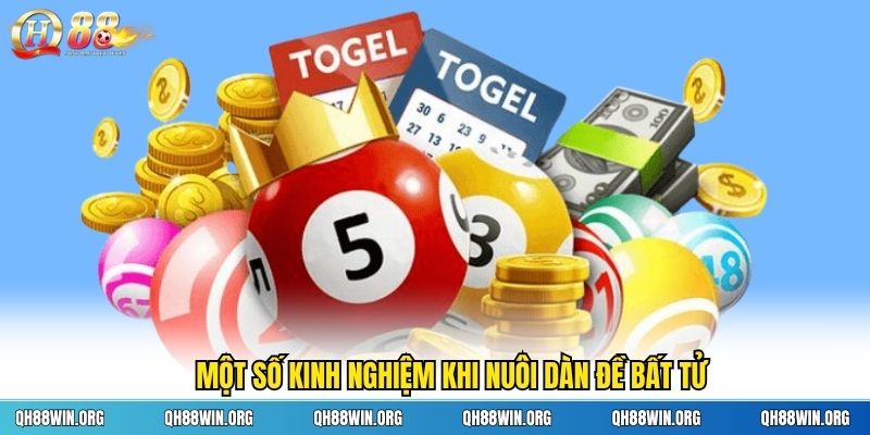 Một số kinh nghiệm khi nuôi dàn đề bất tử