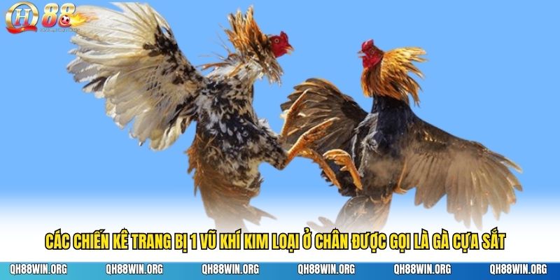 Các chiến kê trang bị 1 vũ khí kim loại ở chân được gọi là gà cựa sắt
