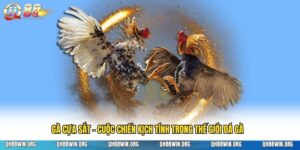 Gà Cựa Sắt - Cuộc Chiến Kịch Tính Trong Thế Giới Đá Gà